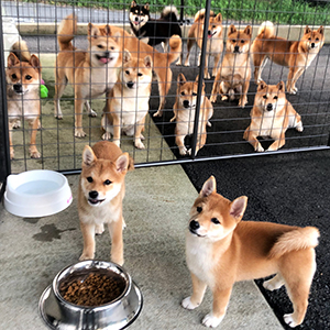 宮崎県宮崎市にある豆柴 柴犬ブリーダー 豆柴 桜庵